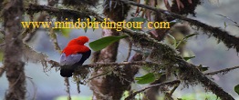 choco birding tour